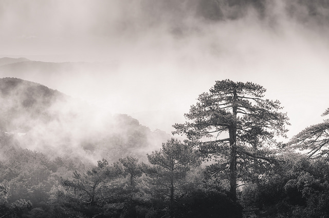 Winter trees