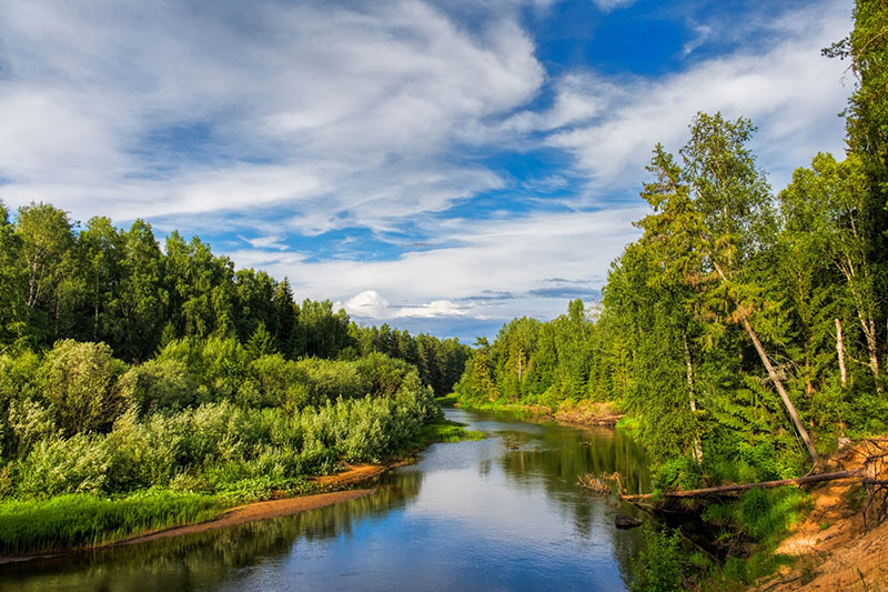 Forest river