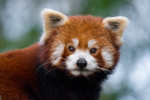 Red panda